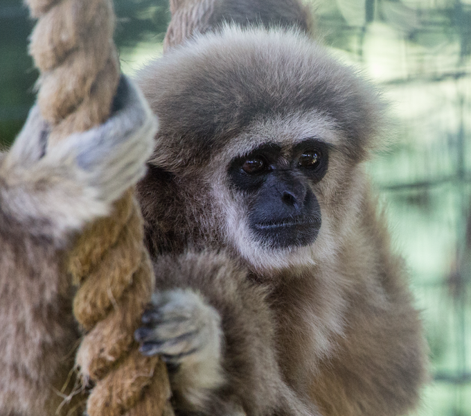 Thrigby Wildlife Gardens
